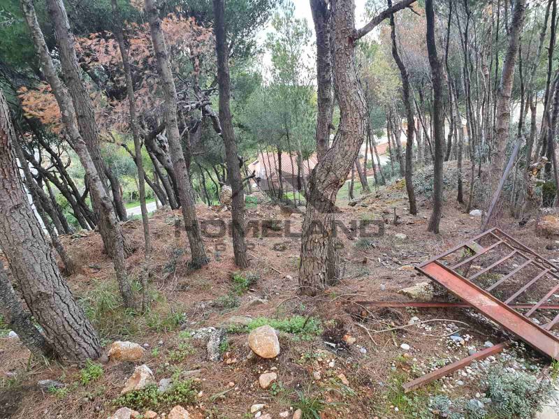 homelandgroup real estate agency