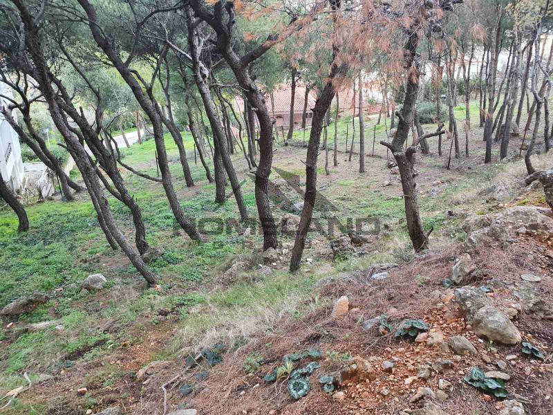 (For Sale) Land Plot || Rafina / Kalitexnoupoli - 665sq 93000&euro;